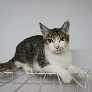 募集停止します　キジシロのおはぎ君