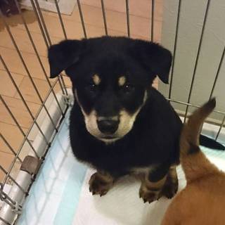 2 か月半オス黒①