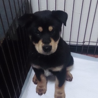 2 か月半メス黒②