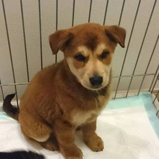 2 か月半メス茶③