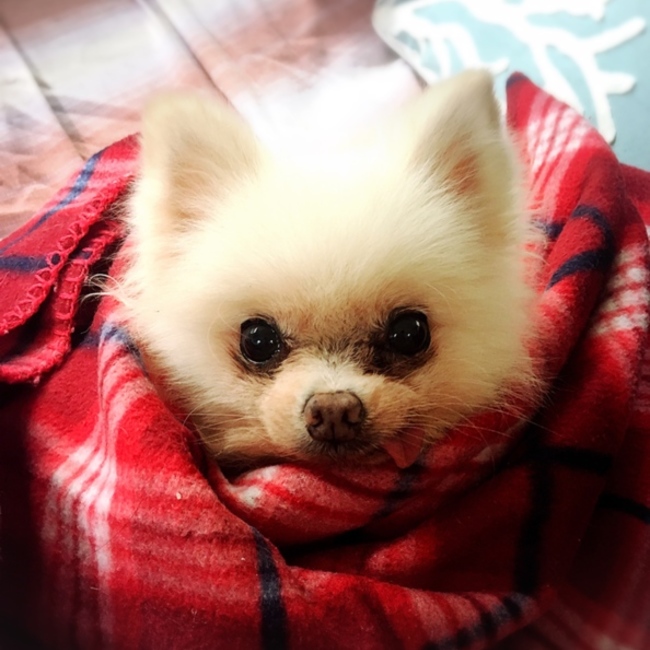 まゆぽんずのカバー写真