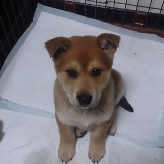 2 か月半メス茶④