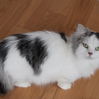 3歳オスマンチカンです