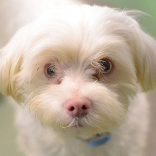 マルチーズmix？ブルーの瞳の男のこです