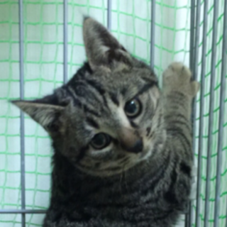 丸顔のぶちゃ可愛い有吉君