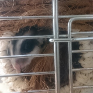 フクロモモンガ