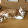 里親募集！賢い茶白くん サムネイル4