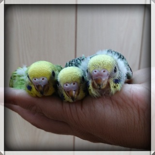 ありがとうございます。無事に迎えられていきました！