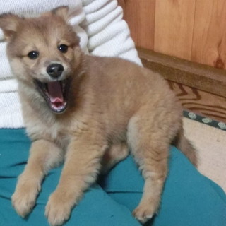 子犬2月　オス　むく茶