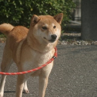 8才柴犬女の子