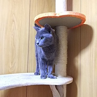 里親様決定致しました。有難う御座います。