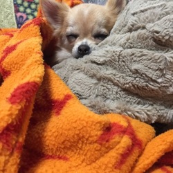 「出逢い家族になる！」サムネイル2