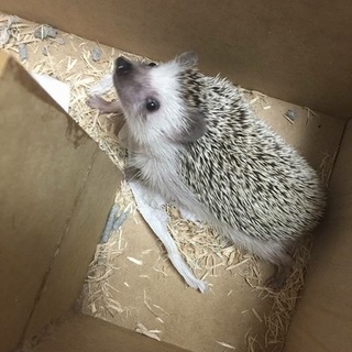 ハリネズミの里親募集