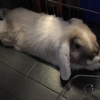 モグ