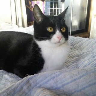 八割れタマちゃんの里親募集