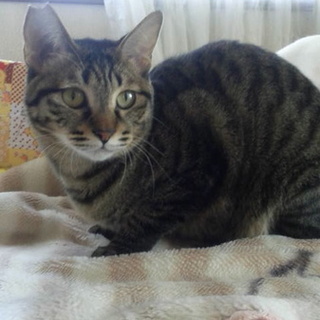 控え目な鯉ちゃん里親募集