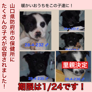 愛護団体に引き取られました。ありがとうございます！