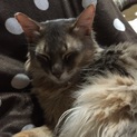 アビシニアンとソマリの混合成猫里親募集
