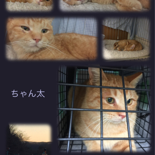 福島県飯舘村で保護したちゃん太くん