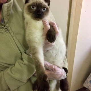 人懐こくて甘えん坊のシャムミックス