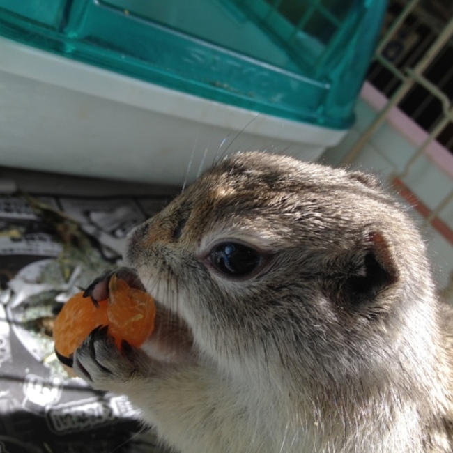 りーーちゃんのカバー写真