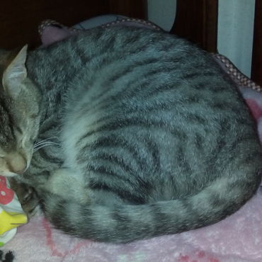 今晩、誰と 寝るの？ (ニャン～ ～ママ♥)