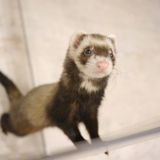 フェレット三姉妹