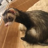 フェレット三姉妹 サムネイル5