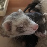 フェレット三姉妹 サムネイル7