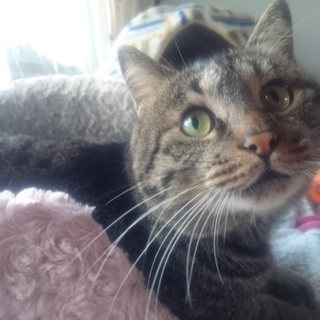 飼い猫だったメル