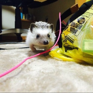 有難う御座いました。