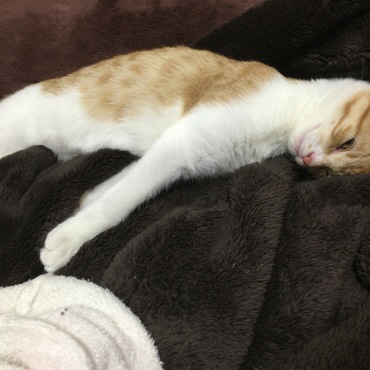 12月のみなかた。毎日暖房が当たるところで伸びて寝てます笑