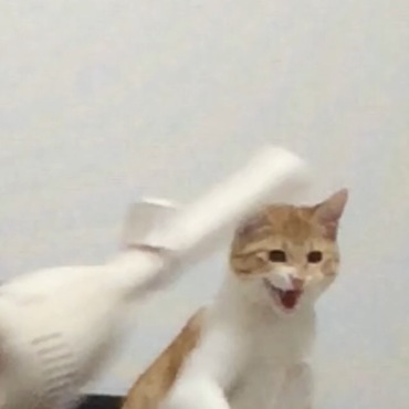 これは今日の写真です笑 掃除機を使っているとシャーと言って戦おうとします。勇敢