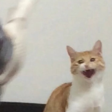 かわいすぎる（笑）