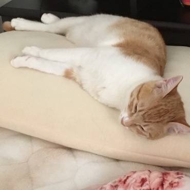 数日前の写真♪部屋が暖かいからって丸まって寝ないの笑