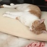 数日前の写真♪部屋が暖かいからって丸まって寝ないの笑
