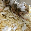 ゴールデンハムスター4匹譲ります！