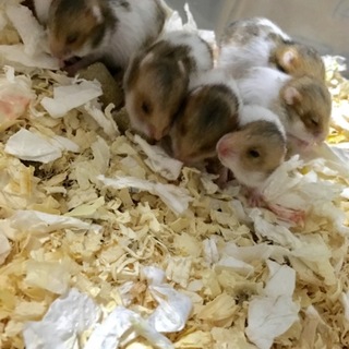 ゴールデンハムスター4匹譲ります！