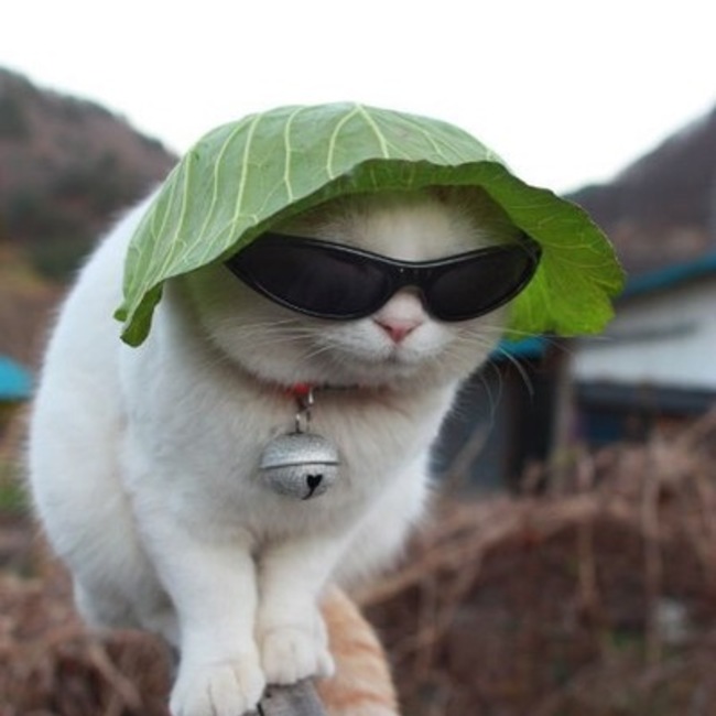 ルディーママのカバー写真