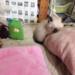 なんでも可愛い❤️
