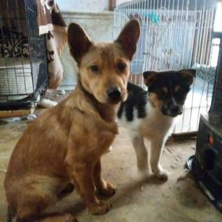 おサル顔の「さるる」ちゃん