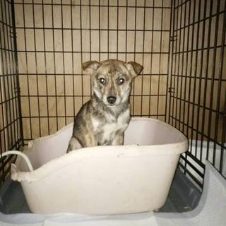 募集を一旦停止します。