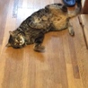 ビータ