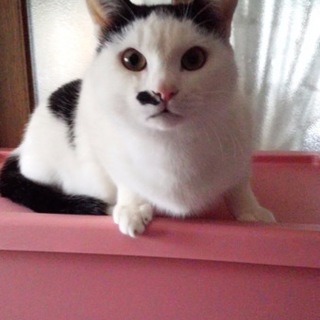 猫♂ 生後7ヶ月