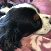 Mocha