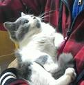 うさぎと猫がだーい好きな方、ふわモコのグリジア