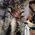 可愛いキジ君❤️