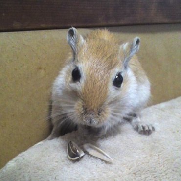 ひまわりの種が大好きです