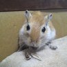 ひまわりの種が大好きです