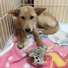 クリーム